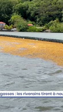 Sargasses : les riverains tirent à nouveaux la sonnette d'alarme