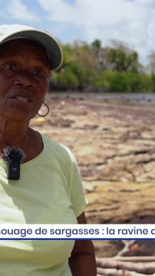 Échouage de sargasses : la ravine de Frégate 2 Est en surcharge