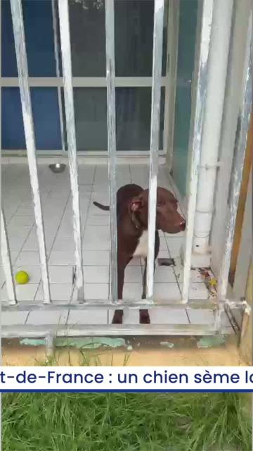 Fort-de-France : un chien sème la panique dans une résidence