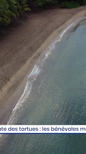 Ponte des tortues : les bénévoles mobilisés pour la préservation