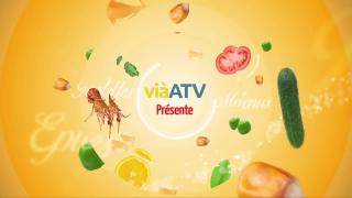 Crevettes et Saint-Jacques, crème coco balsamique