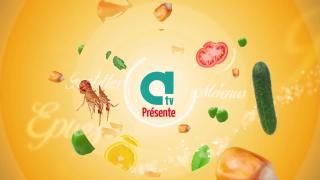 Sabayon aux fruits de saison