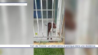 Fort-de-France : un chien sème la panique dans une résidence