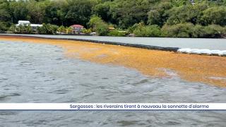 Sargasses : les riverains tirent à nouveaux la sonnette d'alarme