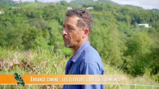 09 — Errance canine : les éleveurs livrés à eux-mêmes
