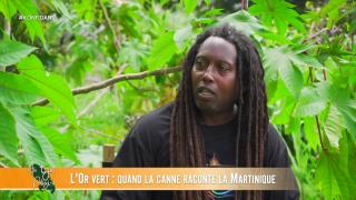 15 — L'or vert : quand la canne raconte la Martinique