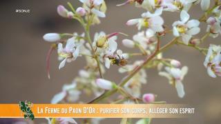 31 — La ferme du paon d'or : purifier son corps, alléger son esprit