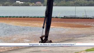 Sargasses : du fléau à l’opportunité économique ?