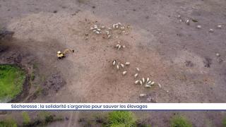 Sécheresse : la solidarité s'installe pour sauver les élevages